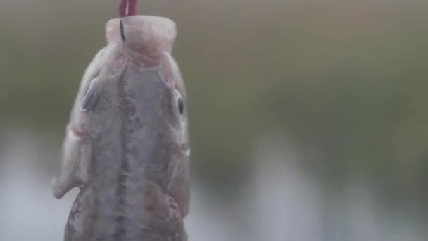 Pesce Carpa Crucian Ruotare Sul Gancio Primo Piano — Video Stock
