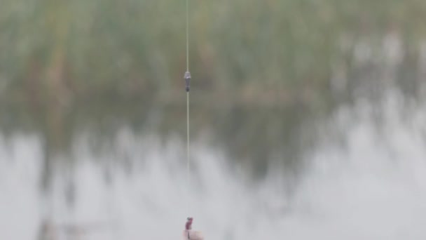 Fish Crucian Carp Rotate Hook Worm Blurred Background Close — Stock Video