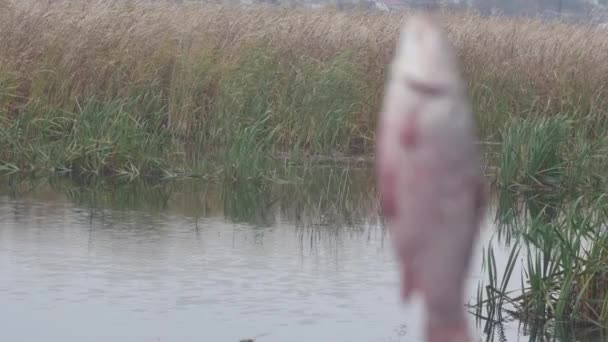 魚の十字型の鯉は葦のある湖を背景にフックを回転させ — ストック動画