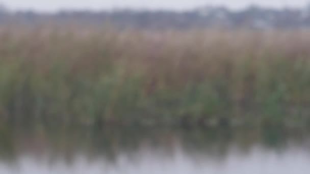 Fish Crucian Rotate Hook Backdrop Lake Reeds — Vídeo de Stock