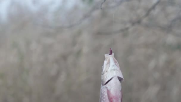 Fisk Rotera Krok Med Mask Skog Bakgrund Närbild — Stockvideo