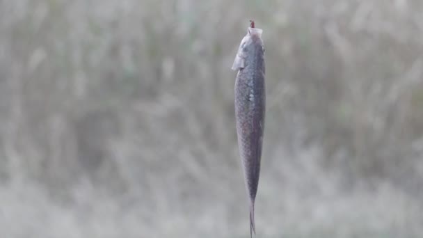 Peces Giran Gancho Con Gusano Fondo Cañas Primer Plano — Vídeo de stock