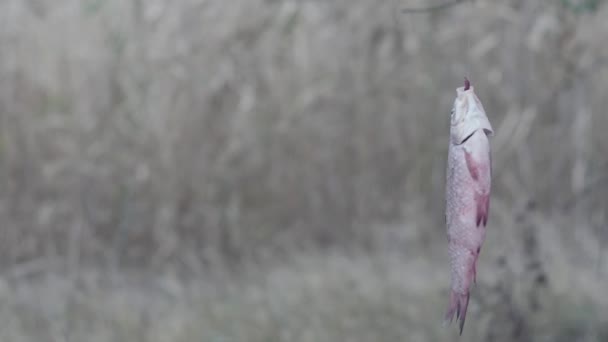 Les Poissons Tournent Sur Crochet Avec Ver Sur Fond Des — Video