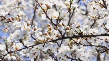 Gökyüzüne karşı bir sürü beyaz çiçek açan bir dal..