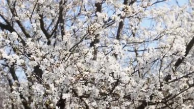 Ormanda gökyüzünün arka planında bir sürü beyaz çiçek ve arı olan bir bahar dalı.