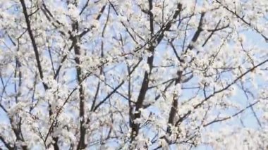 Ormanda gökyüzünün arka planında bir sürü beyaz çiçek açan bir bahar dalı..