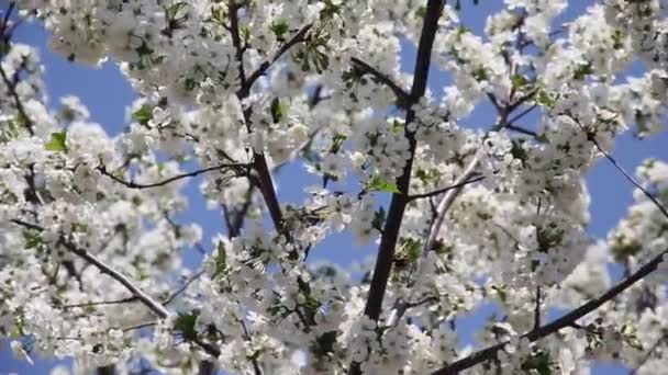 Peral Con Muchas Flores Blancas Hermosas Que Florecen Contra Cielo — Vídeo de stock