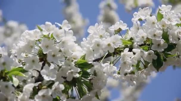 Bir Armut Dalı Gökyüzüne Karşı Bir Sürü Güzel Beyaz Çiçek — Stok video