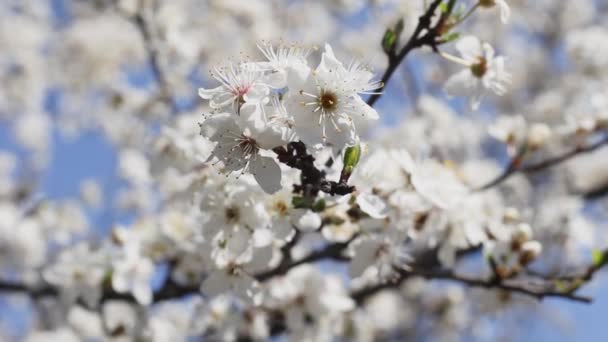 Rama Con Muchas Flores Blancas Que Florecen Contra Cielo Bosque — Vídeo de stock