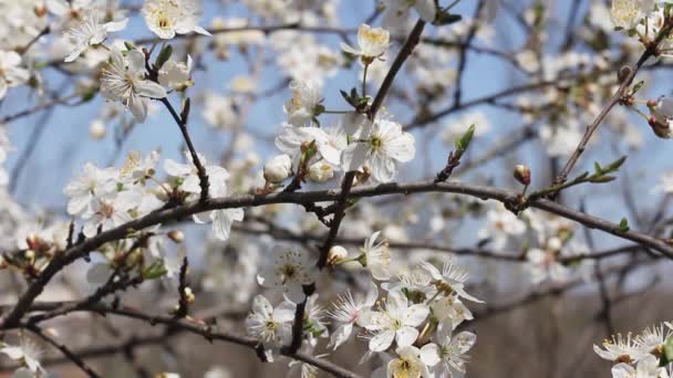 Sok Szép Fehér Virágzó Virágok Ellen Erdőben — Stock videók