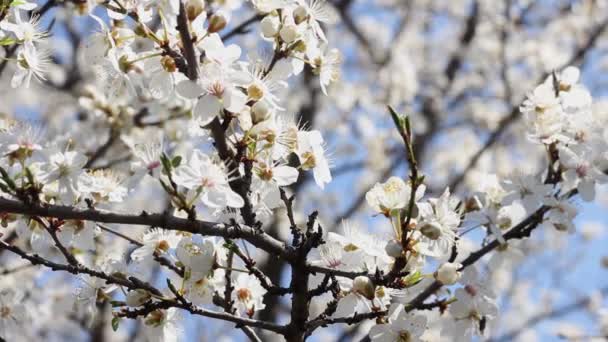 Frühlingszweig Mit Vielen Weißen Blühenden Blumen Gegen Den Himmel — Stockvideo