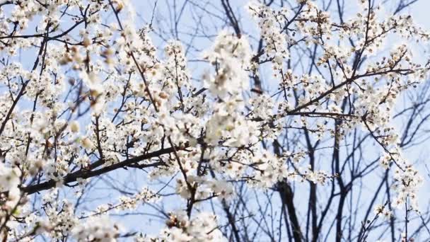 Rama Primavera Con Muchas Flores Flor Blanca Abejas Fondo Del — Vídeo de stock