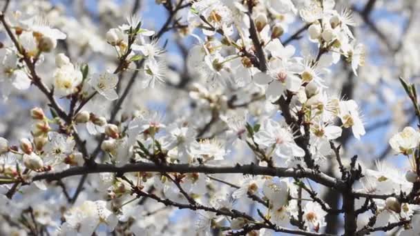 Frühling Zweig Mit Vielen Weißen Blumen Himmel Hintergrund — Stockvideo