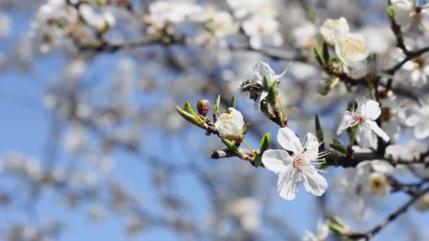 Spring Branch White Flowers Sky — Stockvideo