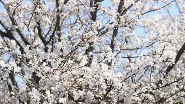 Frühlingszweig Mit Vielen Weißen Blumen Auf Dem Hintergrund Des Himmels — Stockvideo