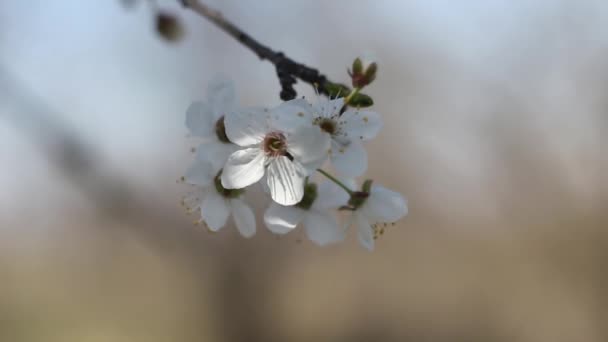 Rama Primavera Con Flores Blancas Cerca — Vídeo de stock