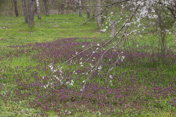 large spring branch close up over spring grass in the meadow.