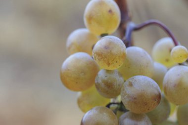 overripe green grapes in a vineyard, close-up.
