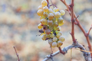 overripe beginning to rot green grapes in the vineyard.