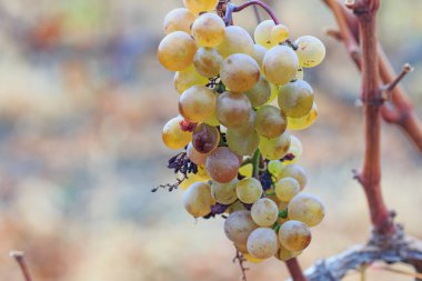 overripe green grapes starting to rot in a vineyard, close-up