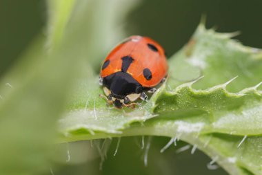lady-cow on a green leaf with thorns.