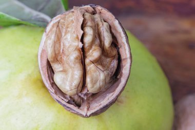 half a walnut with a kernel on a fresh quince macro