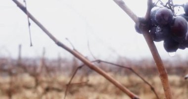 Sisin içinde yağmur damlaları olan hasat edilmemiş küçük bir üzüm sürüsü.