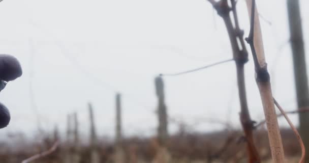 霧の中に雨が降っている小さな収穫されていないブドウの束 — ストック動画