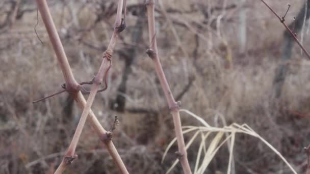 Deux Grappes Pourries Raisins Non Récoltés Dans Vignoble Automne — Video