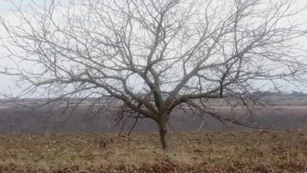 Pohon Walnut Musim Gugur Tanpa Buah Buahan Tanah Yang Dibajak — Stok Video
