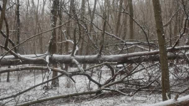 Fallen Pine Tree Winter Forest Snowfall — Stock Video