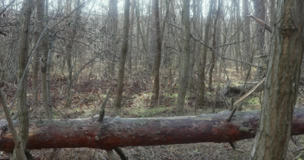 보호용 마스크를 나무에 빈티지 카메라를 조정하는 — 비디오