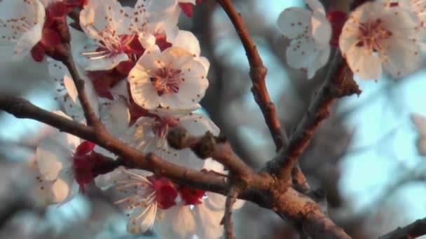 Blühender Marillenbaum Mit Einem Schmetterling Auf Der Blume — Stockvideo