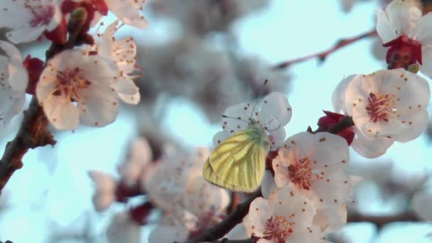 Vlinder Een Abrikozenbloem Tegen Hemel — Stockvideo