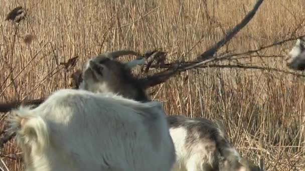 Chèvre Mange Une Branche Sèche Sur Rive Lac — Video
