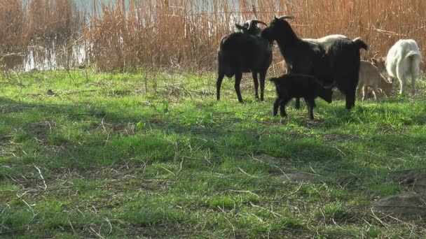 Les Chèvres Paissent Sur Bord Lac Printanier — Video
