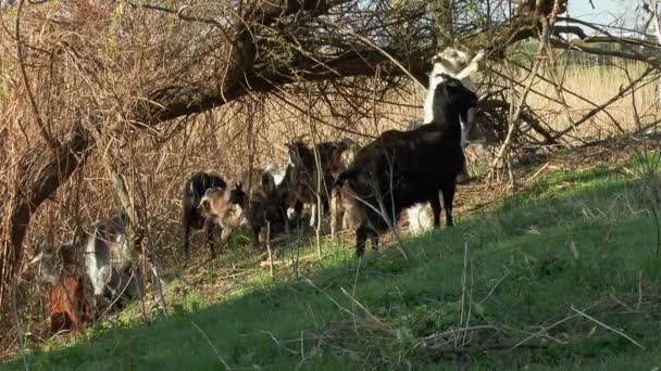 Jeune Chèvre Drôle Mange Des Branches Sur Saule Sur Rive — Video