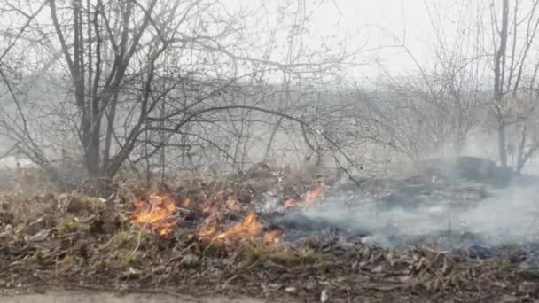 Brandend Geel Droog Gras Onder Wilde Rozenstruiken — Stockvideo