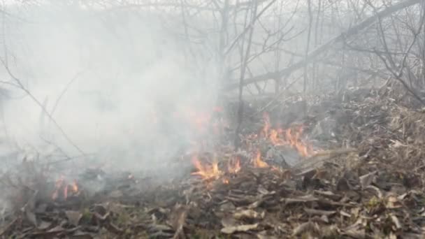 Лесной Пожар Горящий Сухая Желтая Трава — стоковое видео