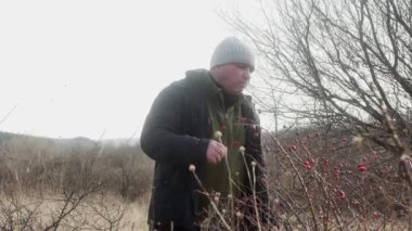  Doğadaki adam vahşi bir çalılıktan taze kırmızı yaban gülü yiyor..