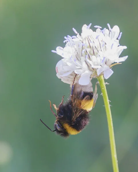 Humla Hänger Ett Blomhuvud Ner — Stockfoto