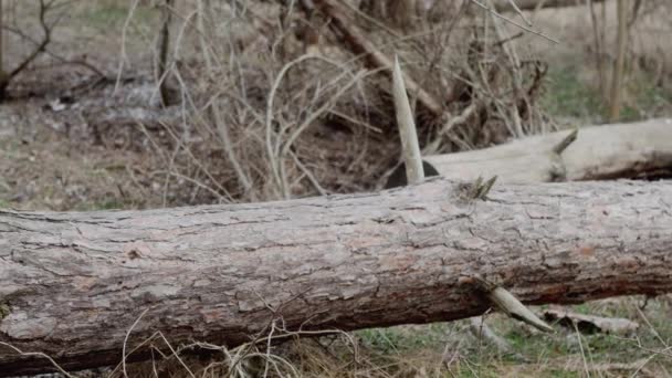 Spessa Libro Aperto Nella Foresta Pino Sdraiato — Video Stock