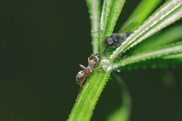 Une Fourmi Ordinaire Tient Jambe Insecte Dans Mâchoire Tire Vers — Photo