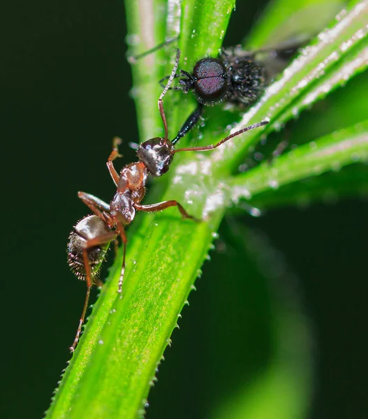 Mrówka Trzyma Nogę Owada Szczęce Ściąga Łodygę Zielonej Rośliny — Zdjęcie stockowe