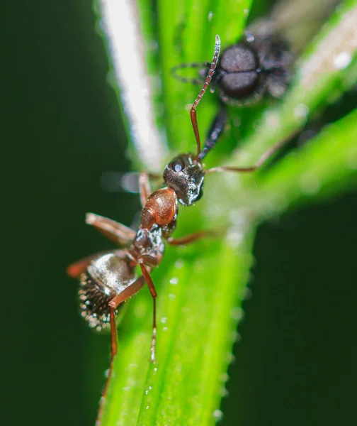 Une Fourmi Tient Jambe Insecte Dans Mâchoire Tire Vers Bas — Photo