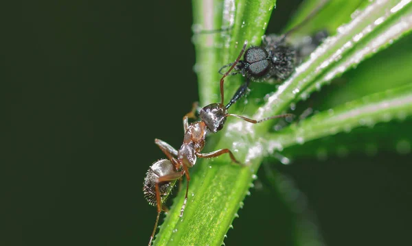 Zwykła Mrówka Trzyma Nogę Owada Szczęce Ściąga Łodygę Roślinnego Makra — Zdjęcie stockowe