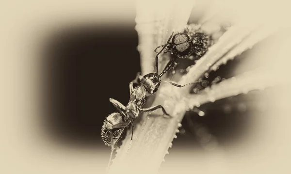 蚂蚁攻击植物茎上的昆虫 — 图库照片
