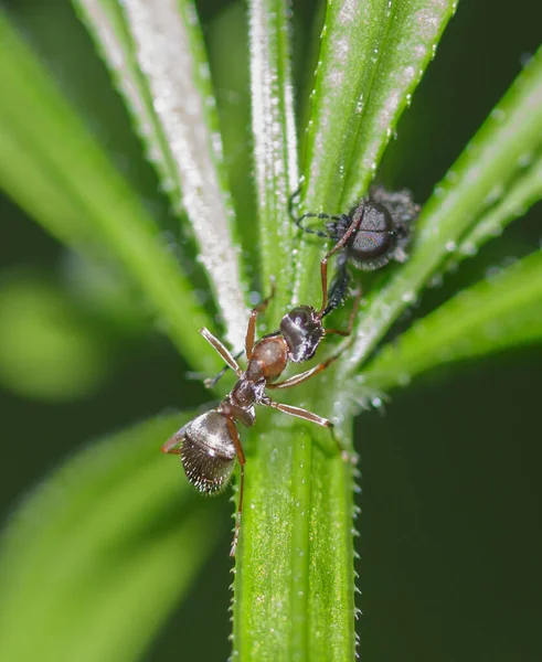 Die Ameise Hält Das Bein Des Insekts Kiefer Und Zieht — Stockfoto