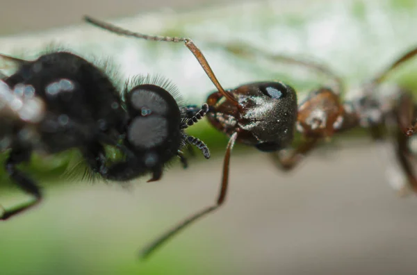 Makroaufnahme Des Kopfes Einer Ameise Die Ein Schwarzes Insekt Beißt — Stockfoto