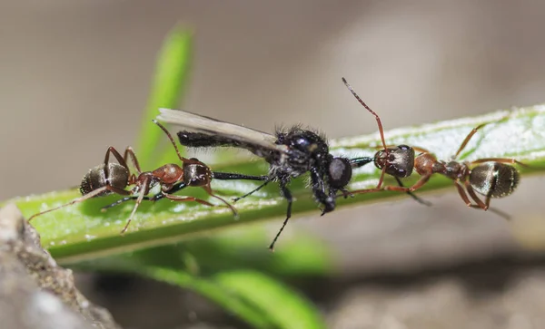 Dwie Mrówki Trzymają Szczękach Nogi Skrzydlatego Owada Łodydze Rośliny Zbliżenie — Zdjęcie stockowe